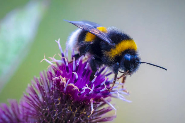 Bourdon terrestre (Bombus terrestris) / istock